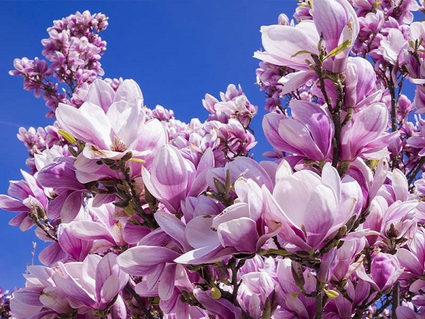 cvatnja magnolije
