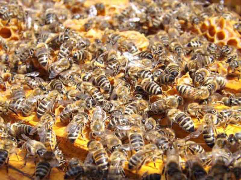Ekološko Pčelarstvo
