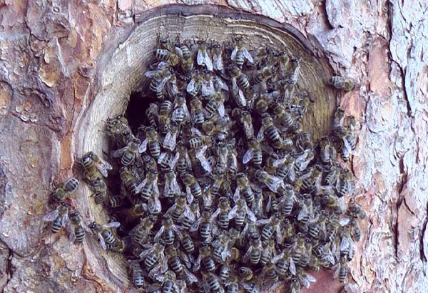 Pčelinjak u stablu