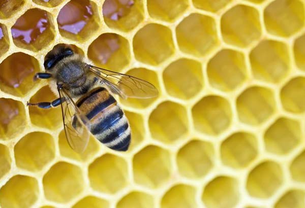 Pčela na vosku