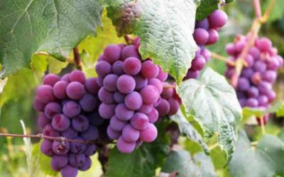 Grožđe – Vinova loza