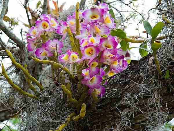 Orhideja u prirodi